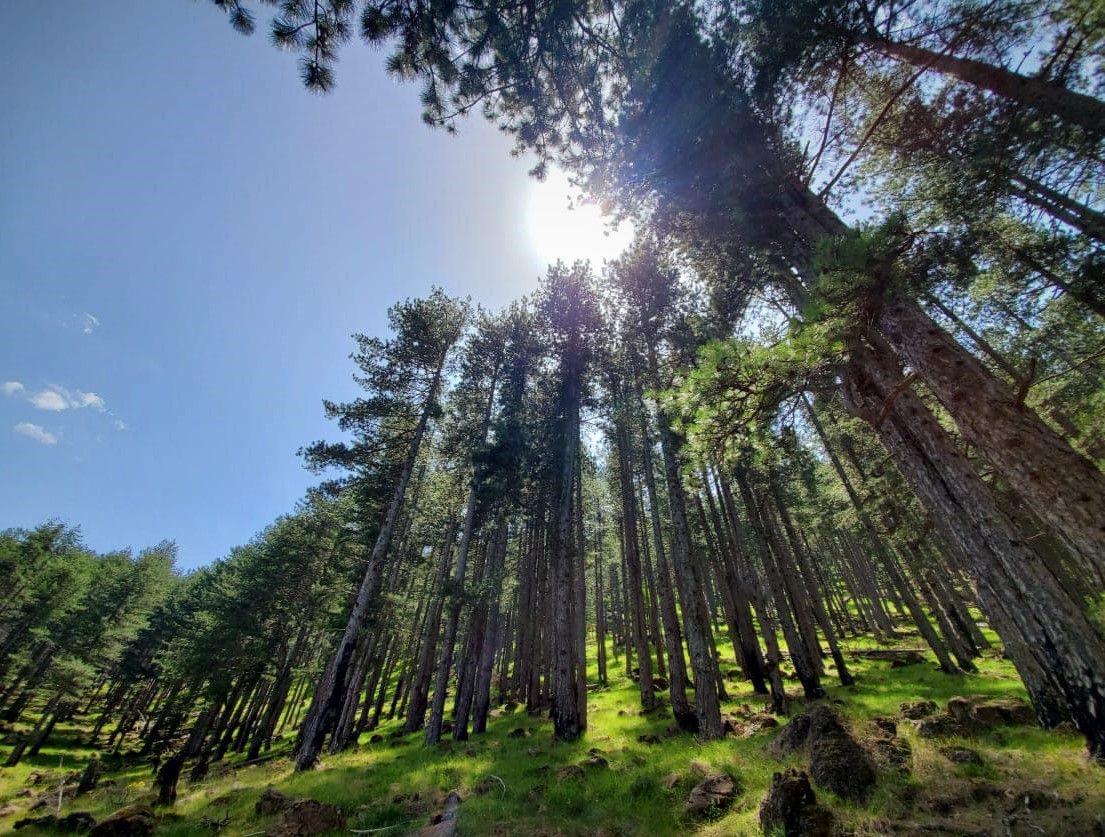 Лес чёрной сосны в парке Люра